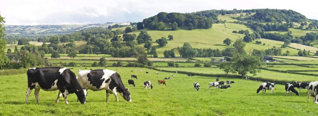The Decline of Dairy Farmers in the UK: A Worrying&nbsp;Trend