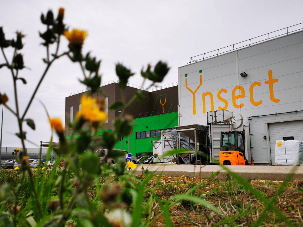 The Fall of Ynsect: When Europe’s Biggest Insect Protein Bet&nbsp;Failed